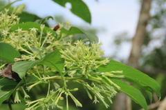 Cestrum glanduliferum
