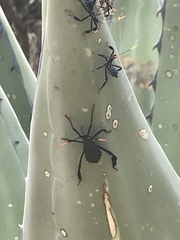 Acanthocephala thomasi