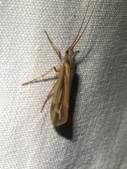 Limnephilus ornatus