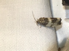 Pseudosciaphila duplex