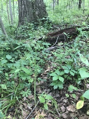 Perideridia americana