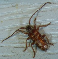 Eupogonius tomentosus