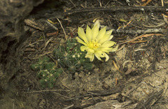 Mammillaria sphaerica