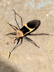 Zelurus circumcinctus