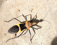 Zelurus circumcinctus