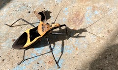 Zelurus circumcinctus