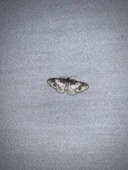 Hydrelia condensata