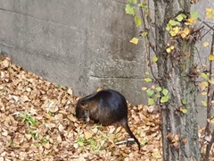 Myocastor coypus
