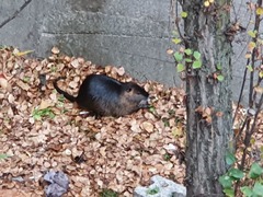 Myocastor coypus