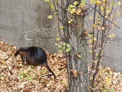 Myocastor coypus