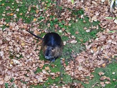 Myocastor coypus