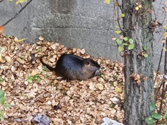 Myocastor coypus