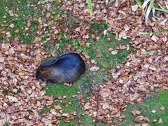 Myocastor coypus