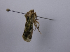Ichneutica plena