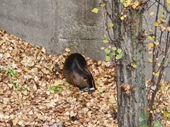 Myocastor coypus