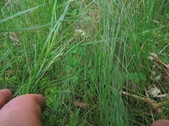 Eleocharis tenuis