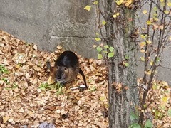 Myocastor coypus