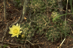 Mammillaria sphaerica