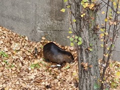 Myocastor coypus