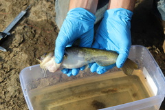 Ameiurus platycephalus