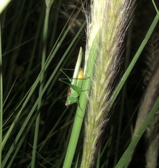 Conocephalus cinereus