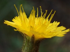 Pilosella arguta