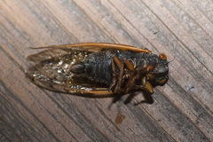 Magicicada cassinii