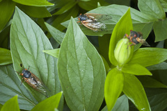 Magicicada cassinii