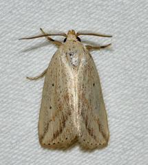 Diatraea crambidoides