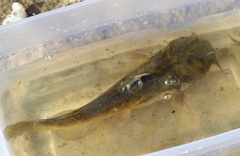 Ameiurus platycephalus