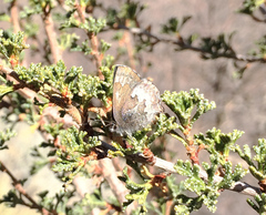 Callophrys fotis