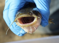 Ameiurus platycephalus