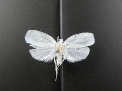 Nymphostola galactina