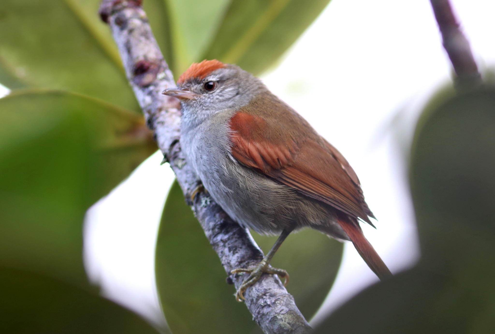 Tepui Spinetail illustration