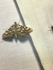 Elophila ekthlipsis