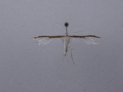 Pterophorus monospilalis