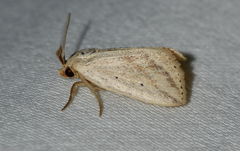 Diatraea crambidoides