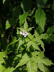 Cardamine macrophylla