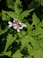 Cardamine macrophylla