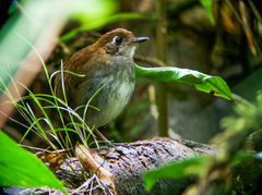 Tepui Antpitta photo 1