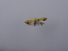 Gymnobathra flavidella