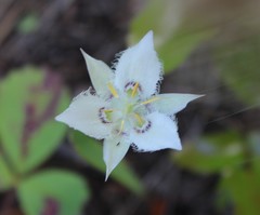 Calochortus lyallii