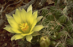 Mammillaria sphaerica