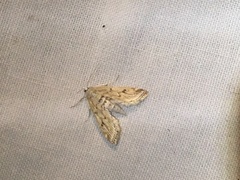 Parapoynx allionealis