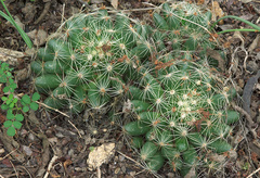 Mammillaria sphaerica