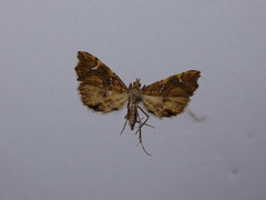 Musotima nitidalis
