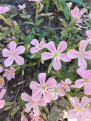 Phlox adsurgens