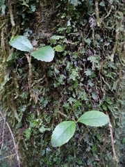 Laureliopsis philippiana