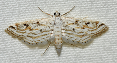 Parapoynx allionealis