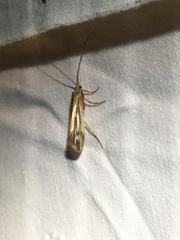 Limnephilus ornatus